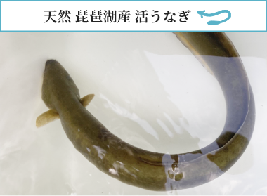 天然 琵琶湖産 活うなぎ