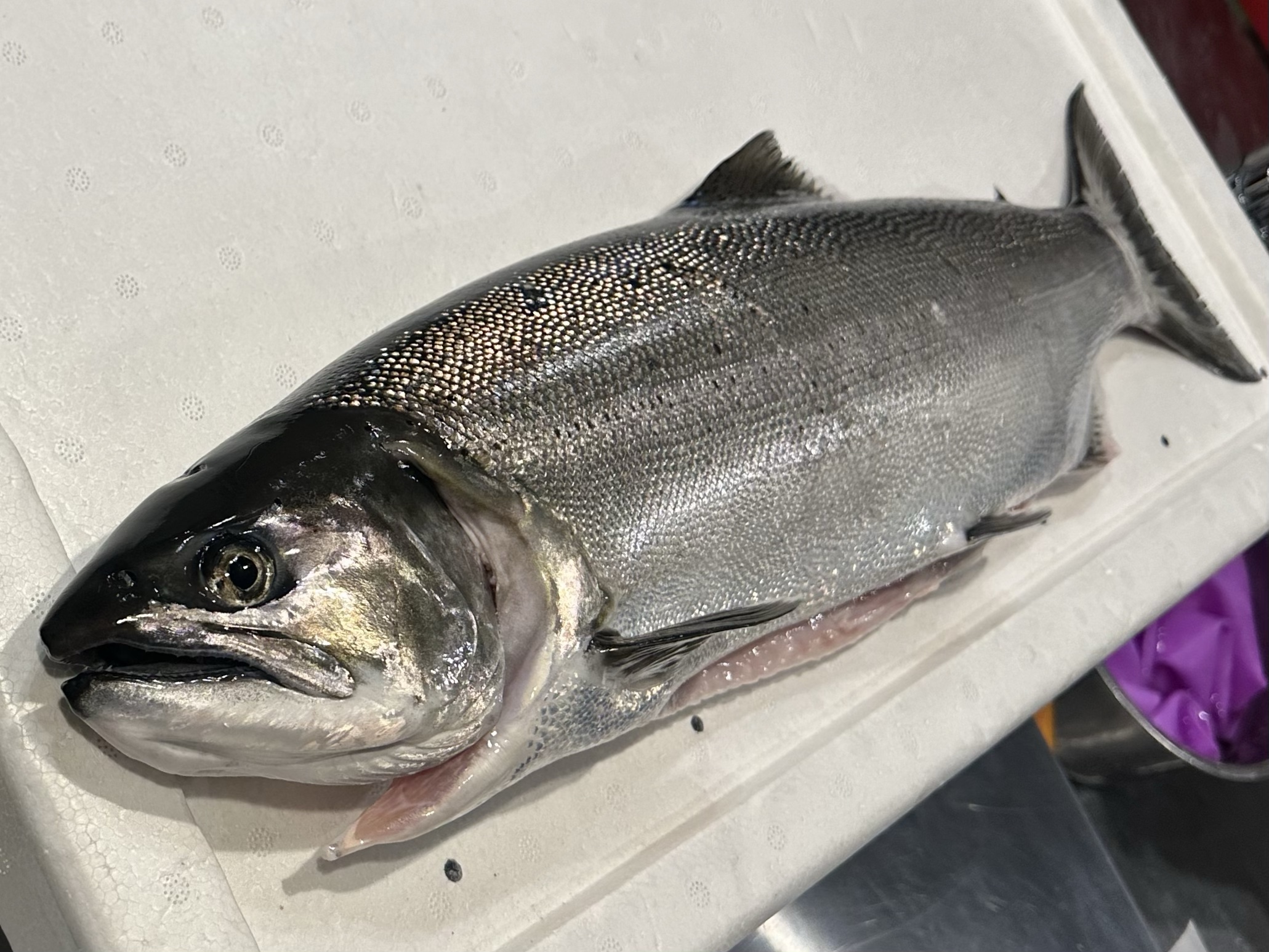 琵琶湖一本釣りビワマス漁師