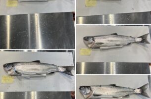 曳縄一本釣り活〆天然ビワマス水揚げ