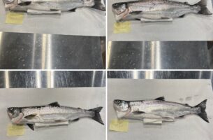 ひき縄一本釣り活〆天然ビワマス水揚げ