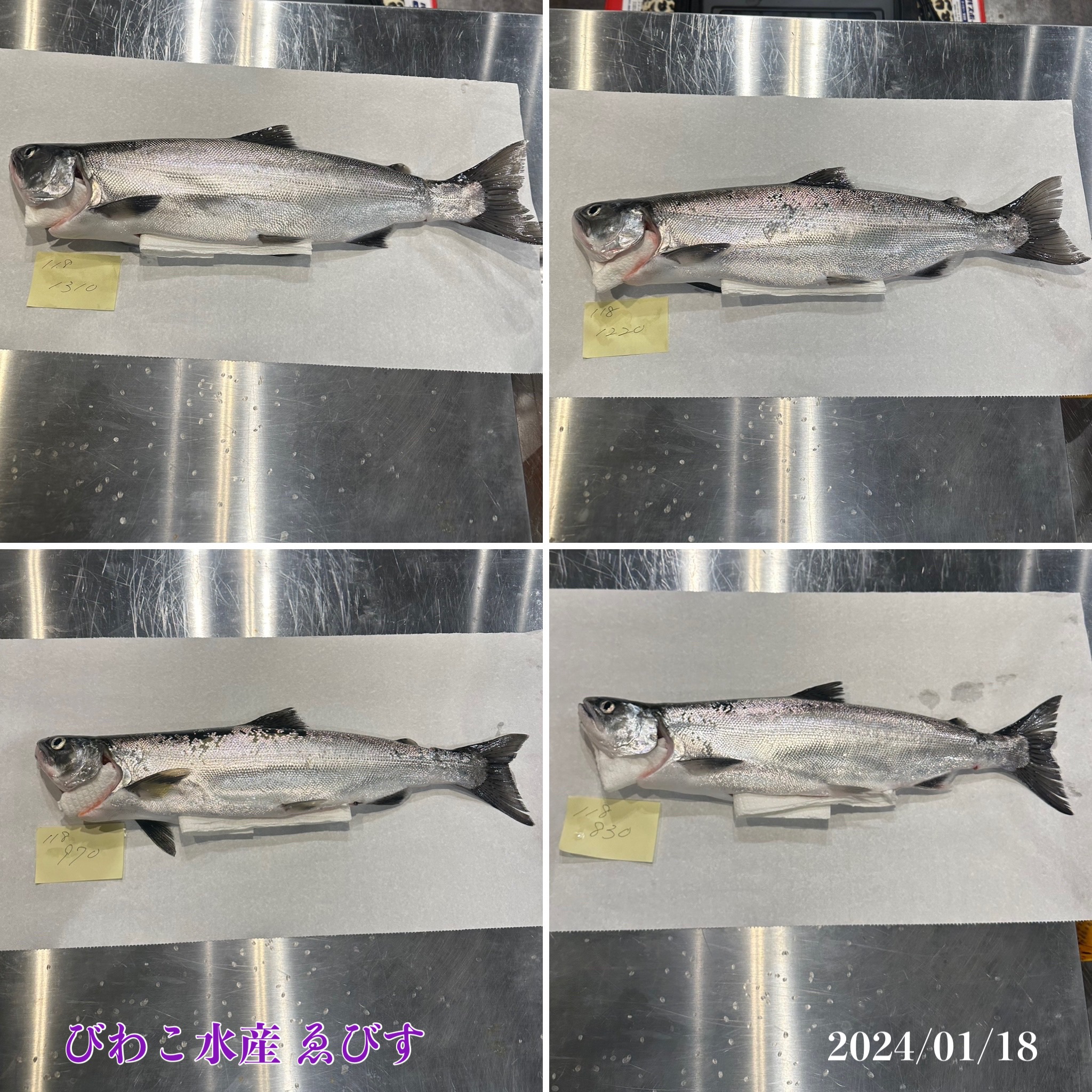 ひき縄一本釣り活〆天然ビワマス水揚げ