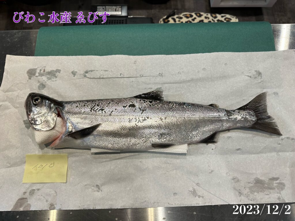 一本釣り天然ビワマス直販直送