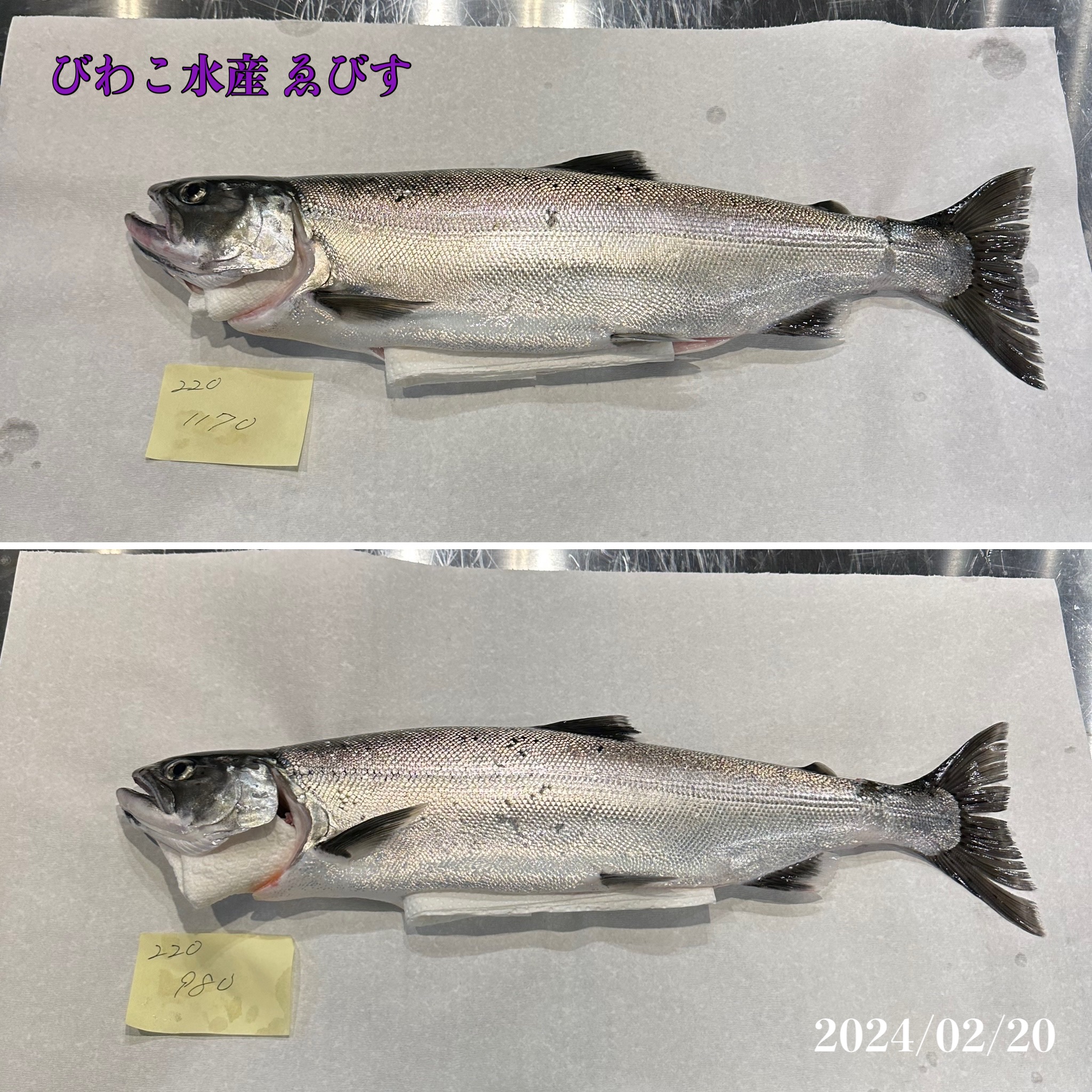 一本釣り天然ビワマス