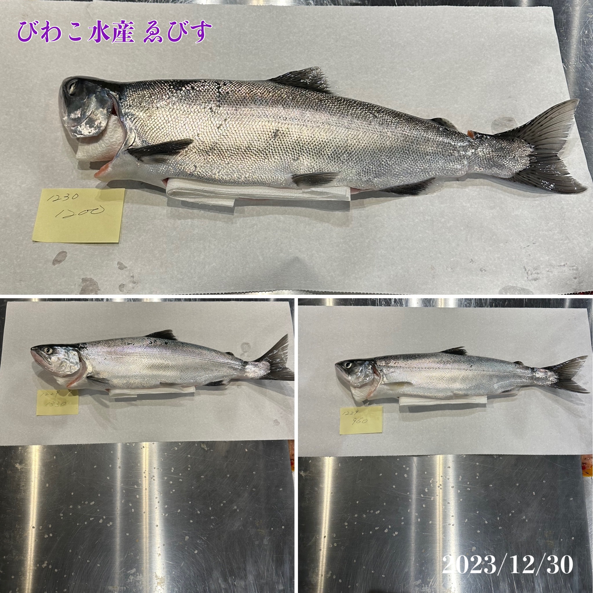 ビワマス釣り