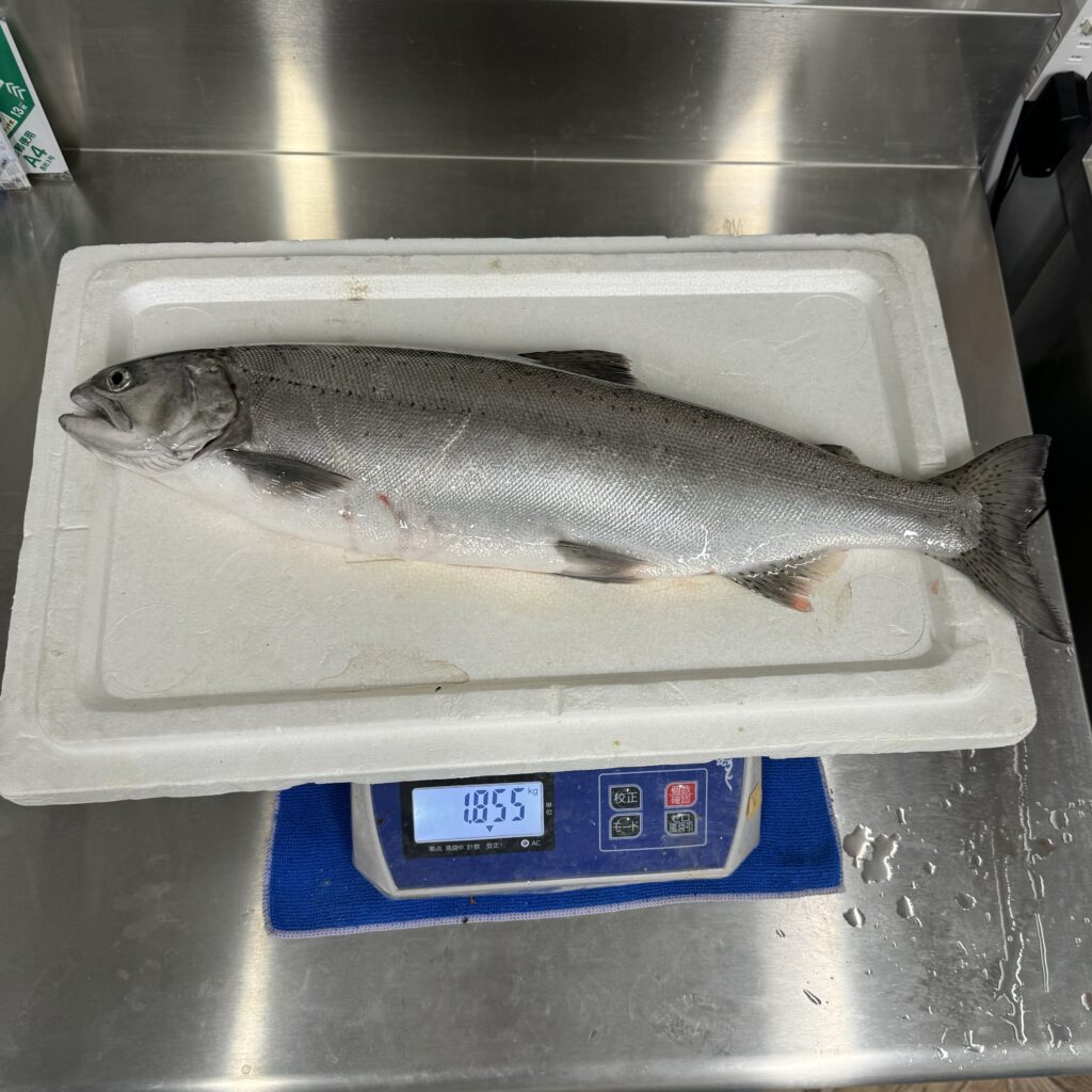 1800ｇのビワマスと比べて