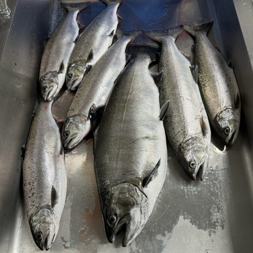 当日のビワマスの釣果水揚げ