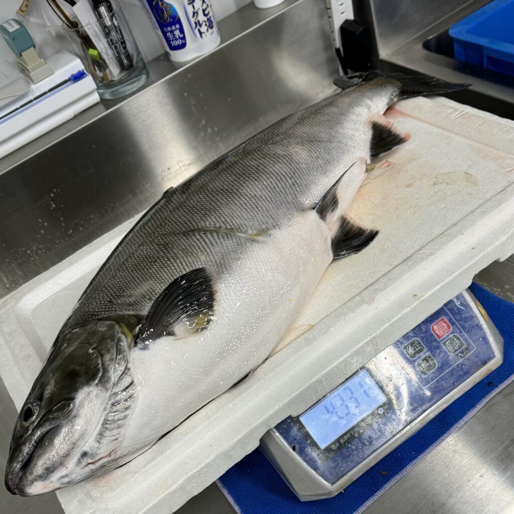 4330gの自己記録のビワマス