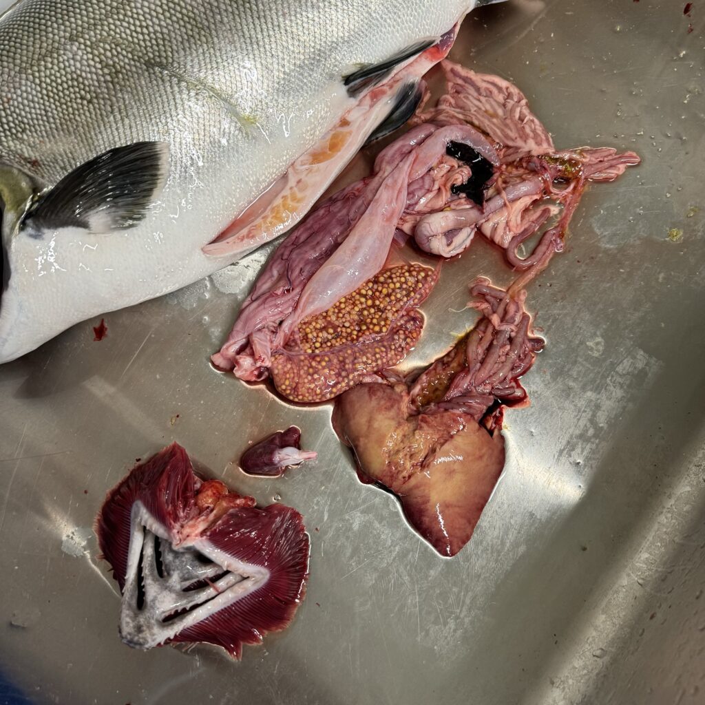 ビワマスの卵巣