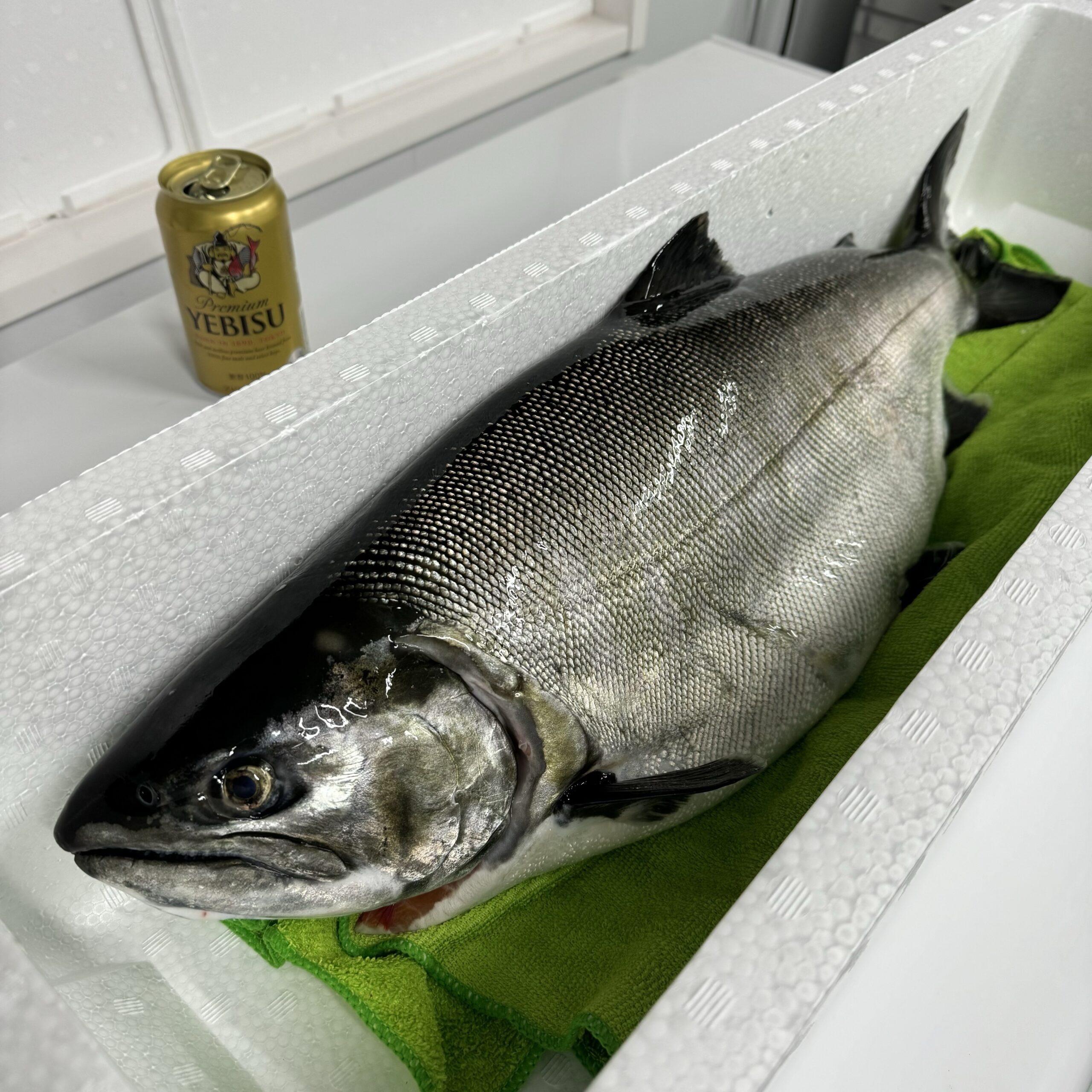 一本釣りでの記録級ビワマス