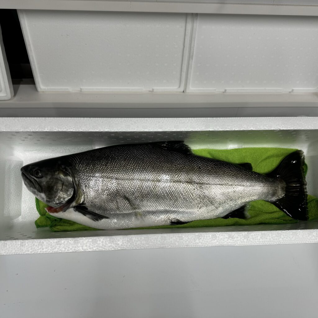 一本で発泡スチロールいっぱいのビワマス