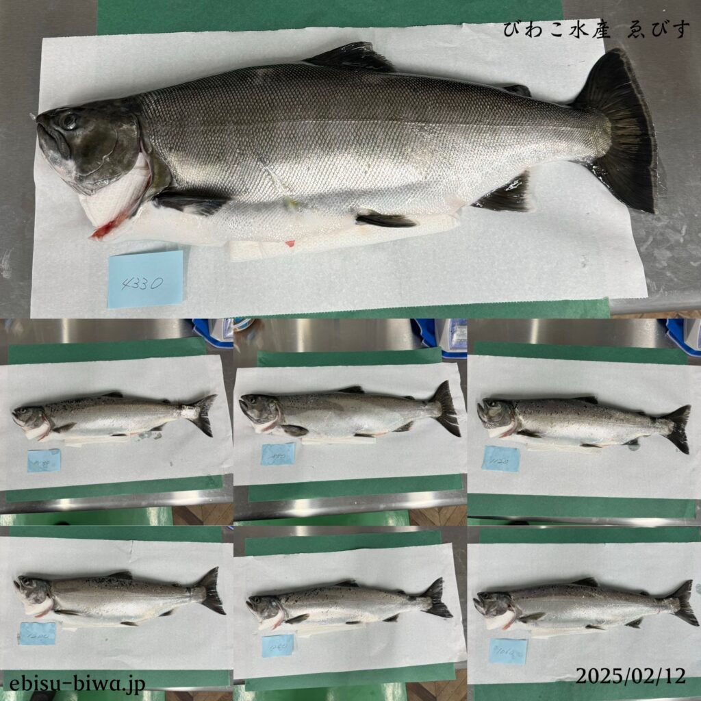 当日のビワマス水揚げ釣果